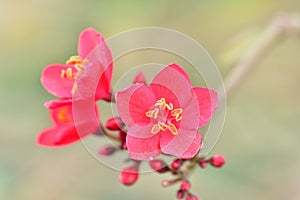 Profuse blossom or red color on trees at spring time in the gardens