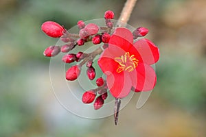 Profuse blossom or red color on trees at spring time in the gardens