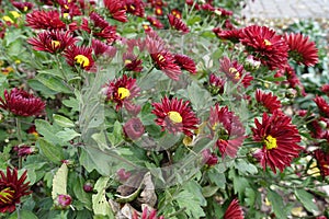 Profuse florescence of red and yellow Chrysanthemums