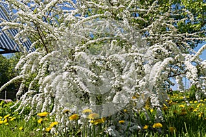 Profuse flowering spirea gray in the garden. Large brushes of white flowers of spirea and yellow dandelions. Spring.