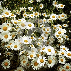 Profuse moon daisy flowers