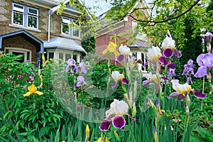 Profuse multi-colored irises photo