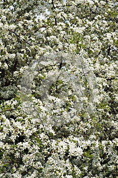 Profuse white spring blossom