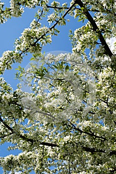 Profuse white spring blossom photo