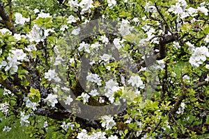 Profuse white spring blossom photo