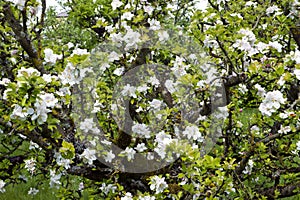 Profuse white spring blossom