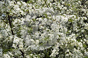 Profuse white spring blossom photo