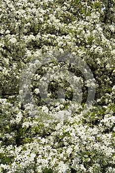 Profuse white spring blossom photo