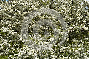 Profuse white spring blossom photo