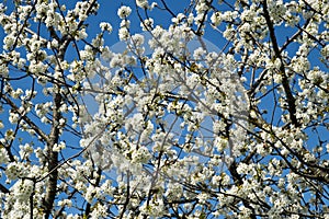 Profuse white spring pear blossom