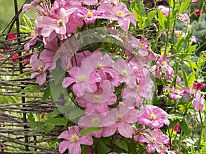 Profusely flowering Clematis Comtesse de Bouchaud.