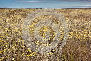 Profusion of flowers in the cerrado biome. Serra da Canastra Nat