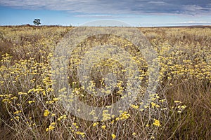 Profusion of flowers in the cerrado biome. Serra da Canastra Nat photo