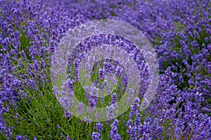 Profusion of lavender