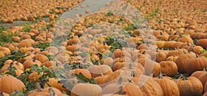 Profusion of pumpkins