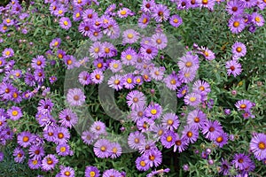 Profusion of purple flowers of Symphyotrichum novae-angliae with bees