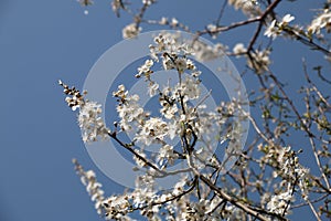 A profusion of white damson tree blossom, Prunus domestica insititia, blooming against a bright blue sky in the spring sunshine