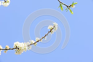 Profusion of white spring blossom plum