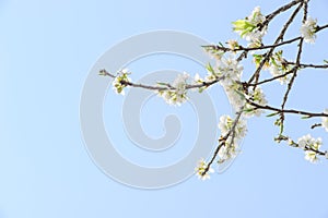 Profusion of white spring blossom plum