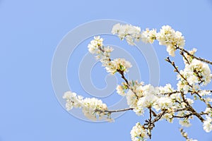 Profusion of white spring blossom plum