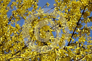 Profusion of yellow flowers of forsythia against blue sky in March
