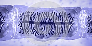 Proglottid of tapeworm Taenia saginata