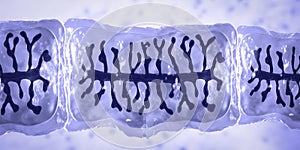 Proglottid of tapeworm Taenia solium