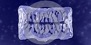 Proglottid of tapeworm Taenia solium