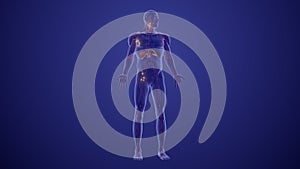 Prognosis and staging of Lymphoma medical animation