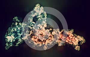 Programmed cell death 1 (PD-1, CD279, blue) immune checkpoint protein bound to programmed death-ligand 1 (PD-L1, red) protein, 3D