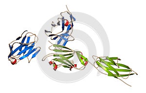 Programmed cell death 1 (PD-1, CD279, blue sheets) immune checkpoint protein bound to programmed death-ligand 1 (PD-L1, green photo