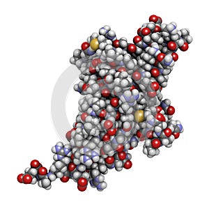 Programmed cell death 1 (PD-1, CD279) receptor protein, 3D rendering. PD-1 is a major cancer drug target. Atoms are represented as photo