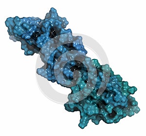 Programmed death-ligand 1 (PD-L1) protein. Produced by tumor to suppress the immune system. Blockers of the PD-L1 and PD-1 photo