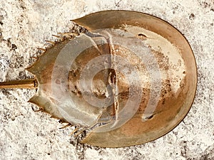 A horseshoe crab on the shores of Progresso, Mexico`s YucatÃÂ¡n Peninsula photo