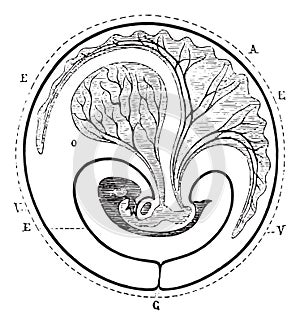 Progress of the allantoic decreased umbilical vesicle, vintage engraving