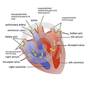 Progresso da sangue attraverso cuore 