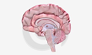 Progression of Multiple Sclerosis Sagittal View