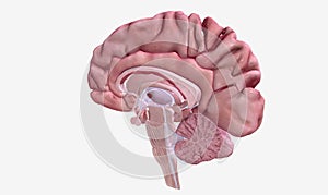 Progression of Multiple Sclerosis Sagittal View