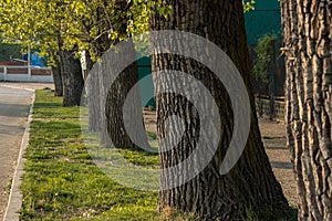 Progressive trees in the park