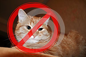 Prohibition sign on the background of redhead cat.The concept of danger from domestic and stray animals