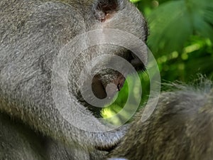 Proile shot of a macaque delousing another at ubud monkey forest, bali
