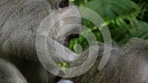 Proile shot of a macaque delousing another at ubud monkey forest, bali