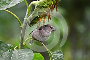 The project `From the life of wild birds.` Dubonos and sunflower. Common grosbeak lat. Coccothraustes coccothraustes