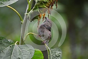 The project `From the life of wild birds.` Dubonos and sunflower. Common grosbeak lat. Coccothraustes coccothraustes