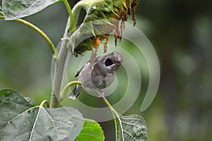 The project `From the life of wild birds.` Dubonos and sunflower. Common grosbeak lat. Coccothraustes coccothraustes