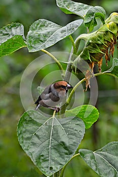 The project `From the life of wild birds.` Dubonos and sunflower. The common grosbeak Latin Coccothraustes coccothraustes