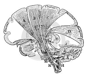 Projection Fibers of the Cerebrum, vintage illustration