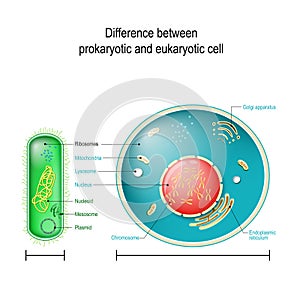 Prokaryote vs Eukaryote. Differences between Prokaryotic and Eukaryotic cells photo