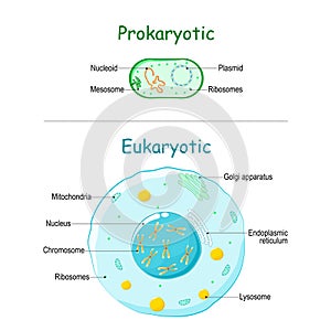 Prokaryote vs Eukaryote. illustration of eukaryotic and prokaryotic cell with text photo