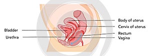 Prolapses rectocele Female reproductive system uterus diagram with inscriptions. Side view in a cut. Human anatomy